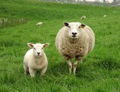 mouton