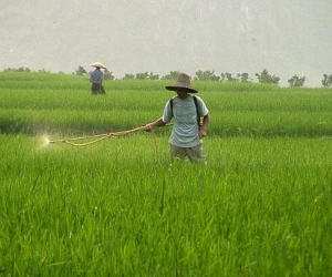 La Chine fait flamber les prix agricoles