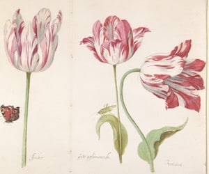 Et krach, la tulipe : histoire de la première bulle spéculative